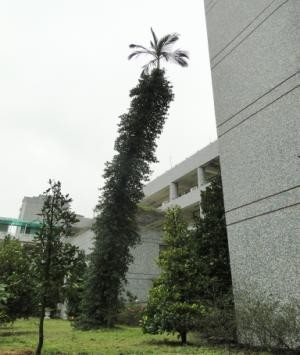 炸蝦樹現況